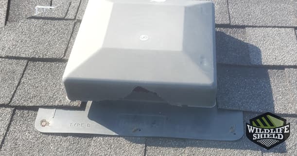 Chewed Roof Vent Squirrels