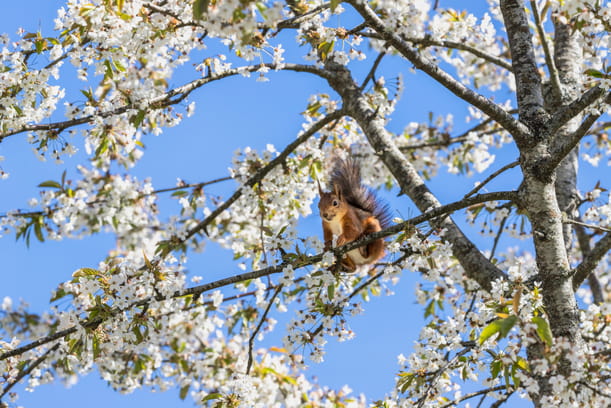 Do Squirrels Have a Good Sense of Smell