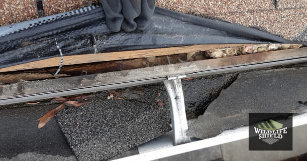 drip-edge-damaged-squirrels