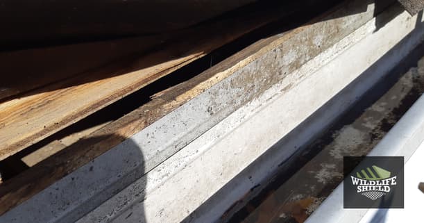 Gaps in Drip Edge Brampton