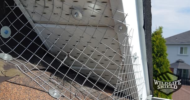 Galvanized steel mesh roof soffit exclusion squirrel entry point
