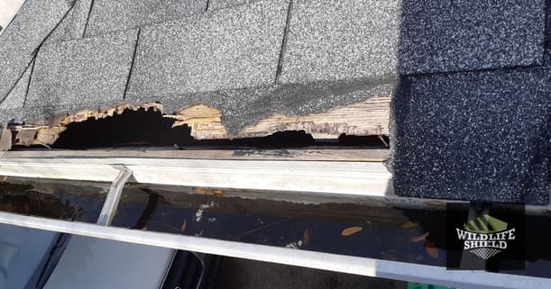 Hole in Drip Edge Squirrel Entry Point