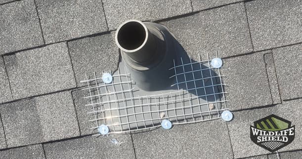 Plumbing Vent Squirrel Exclusion