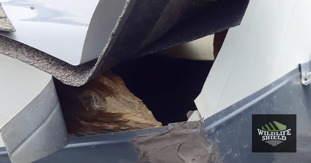 Squirrel Entry Point in Roof