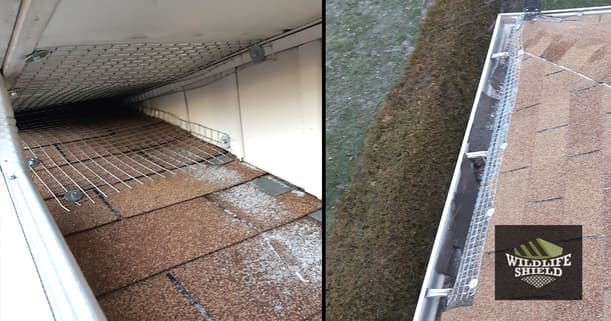 Squirrel Exclusion on Roof Soffit Intersection and Drip Edge