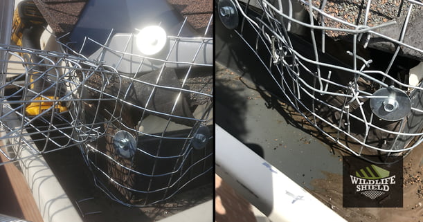 Squirrel One-Way Door and Exclusion of Roof Edge