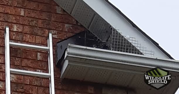 Squirrel One-Way Door Roof Soffit Intersection