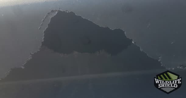 Squirrels Chewed Roof Vent Thornhill