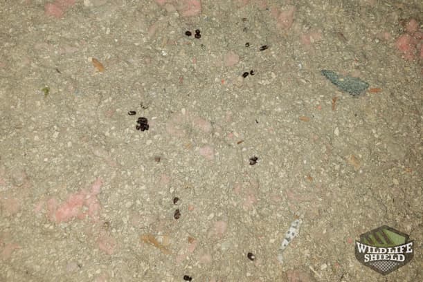 Feces in Attic Insulation