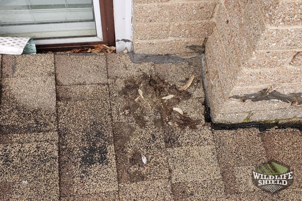 Raccoon Droppings on Roof