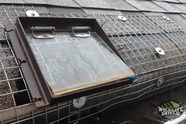 Raccoon One-Way Door in Drip Edge