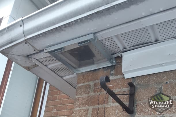 Raccoon One-Way Door in Soffit