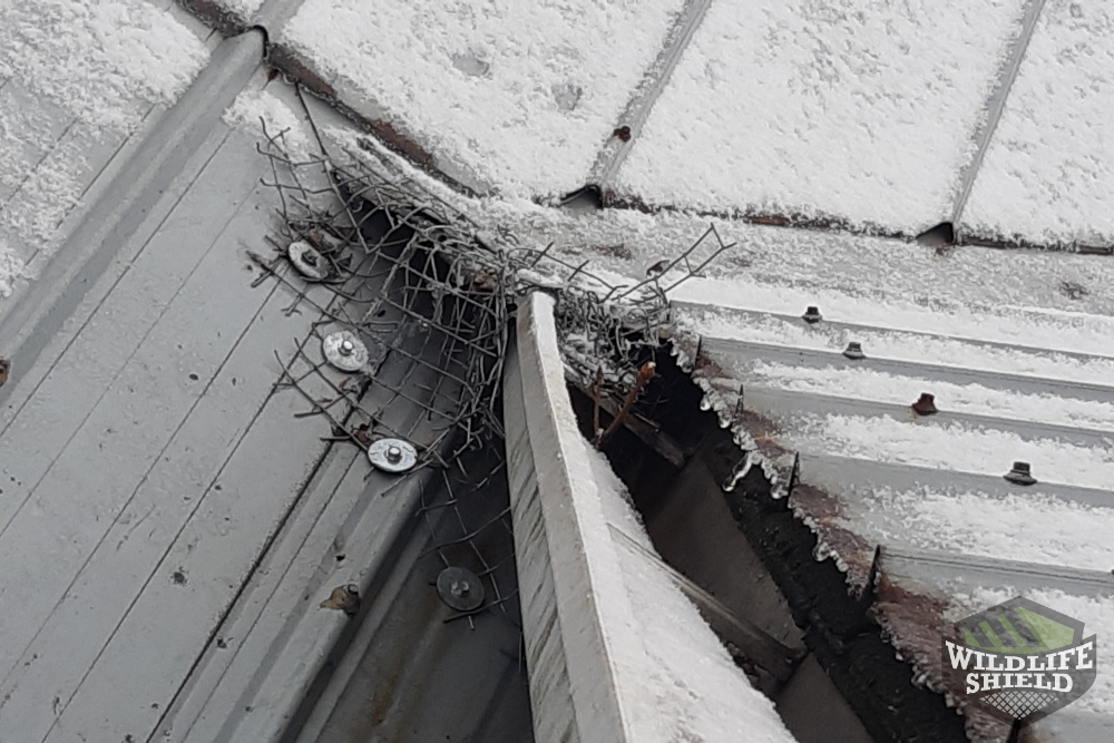 Squirrel One Way Door Removed