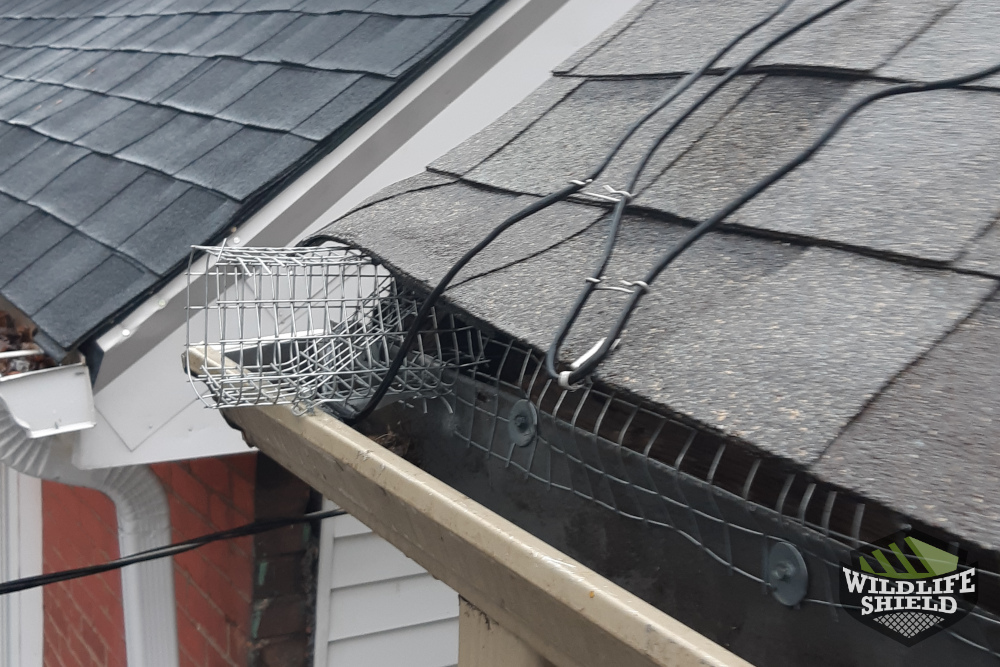 Squirrel One-Way Door in Drip Edge