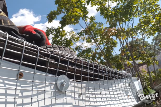 case study squirrel removal and rat extermination in east york