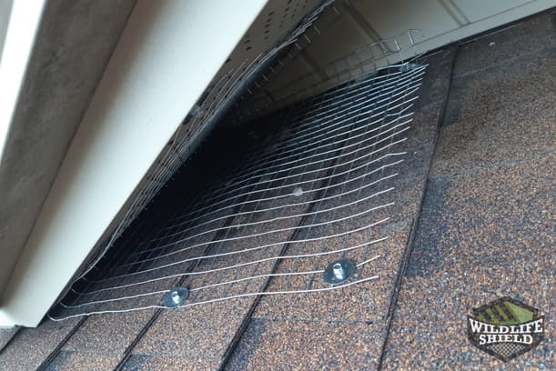 case study squirrel removal from attic in Mississauga