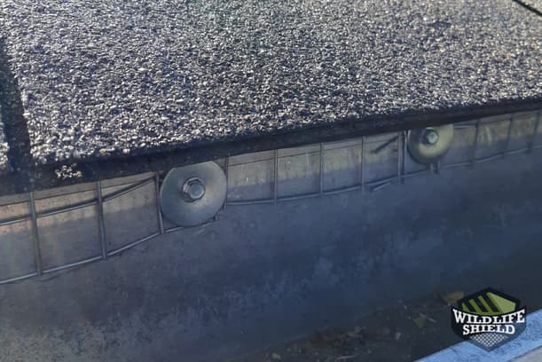 Case Study Squirrels Chew Through Drip Edge in Mississauga