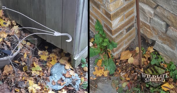 Gaps and cracks foundation mice