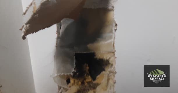 dead squirrel behind wall