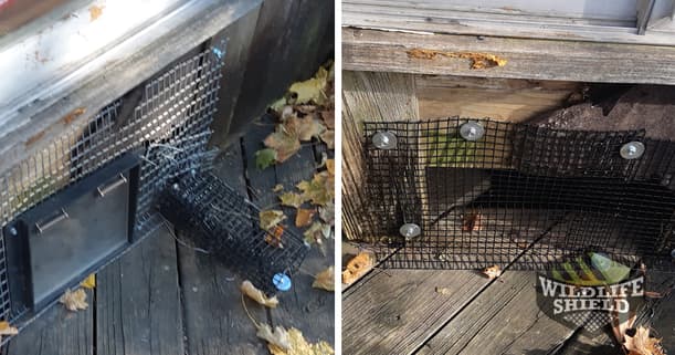 Squirrel one way door installed