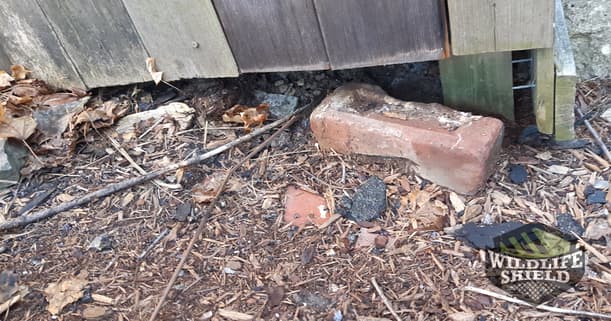 Gap under sunroom allows squirrels