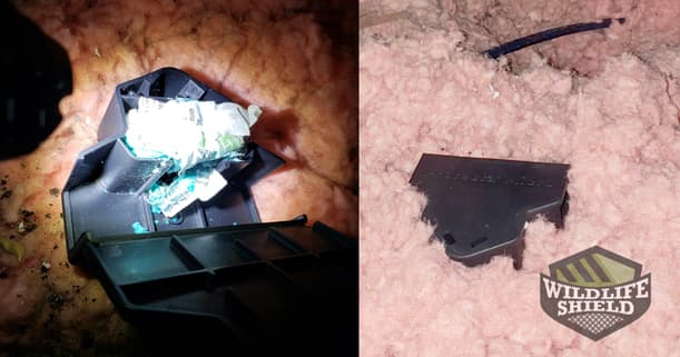 mouse bait stations in attic