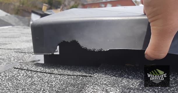 roof vent damaged by squirrels