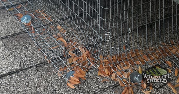 squirrel one way door sealed