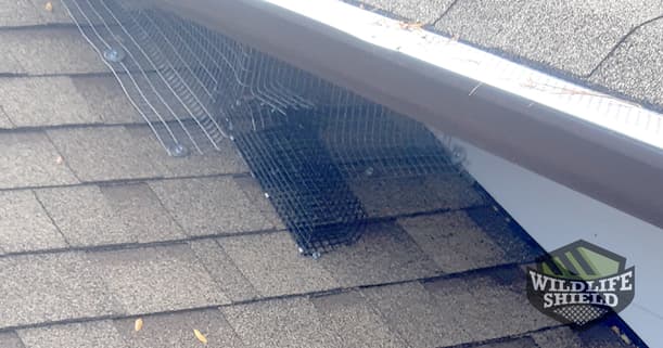 squirrel one way door scarborough