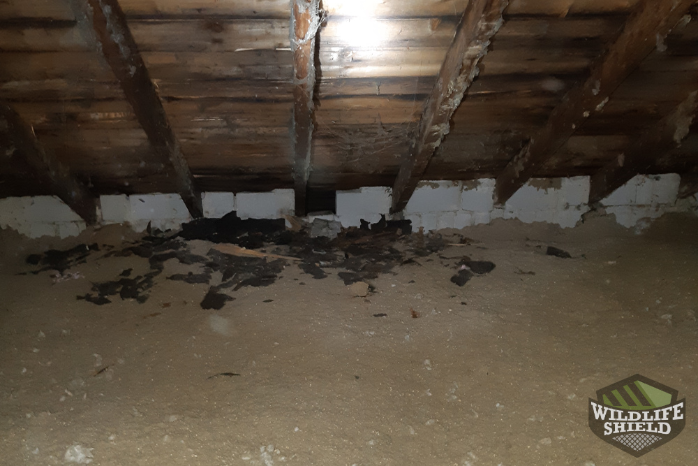 Attic Insulation and Damage