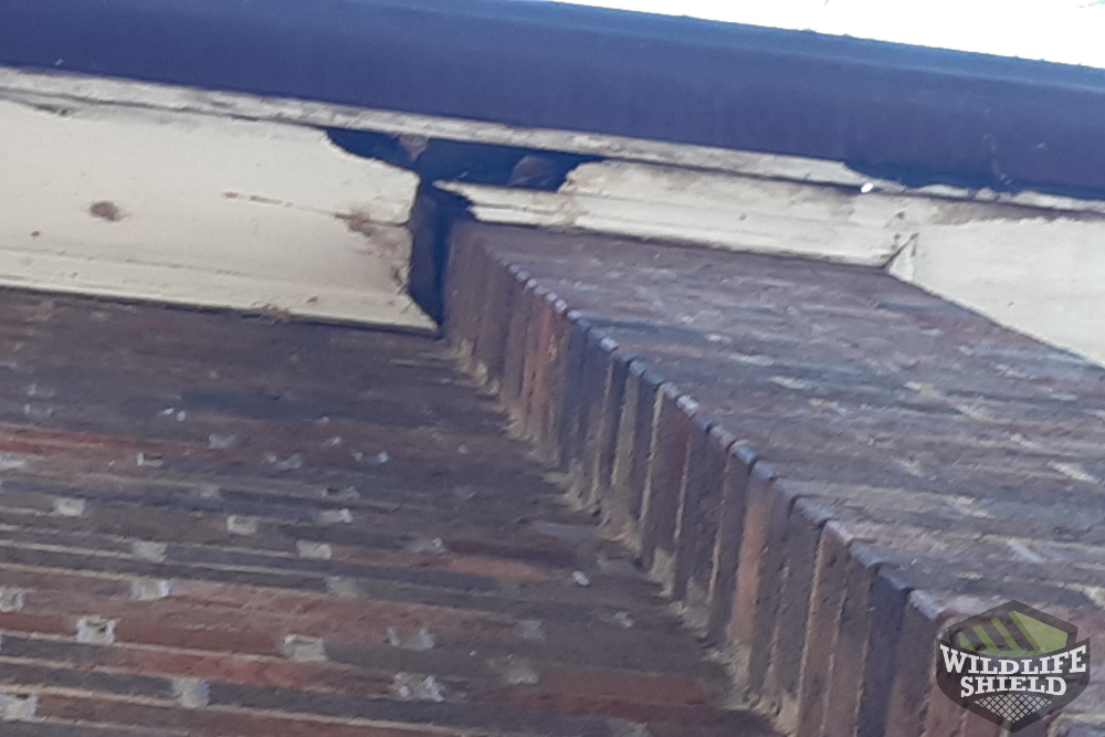 Hole in Soffit Animal Entry Point