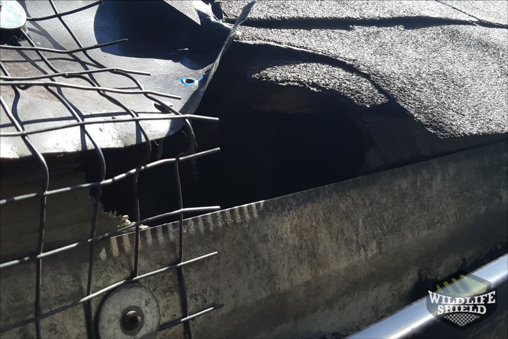 Squirrel Entry Point in Drip Edge