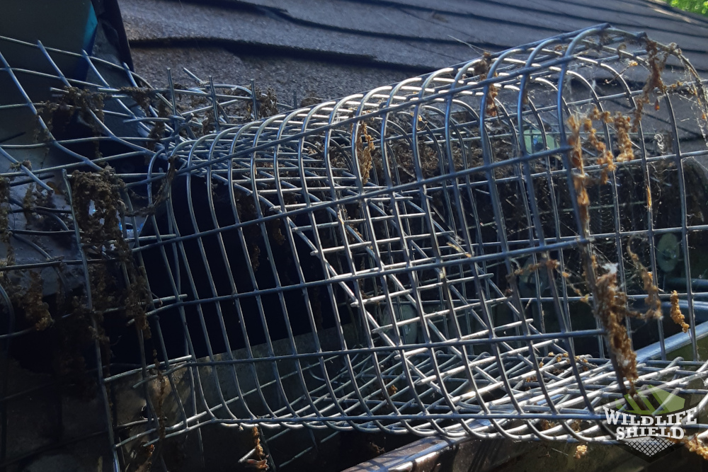 Squirrel One-Way Door in Drip Edge