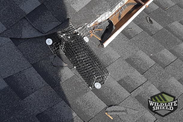 Squirrel in a Scarborough Drip Edge