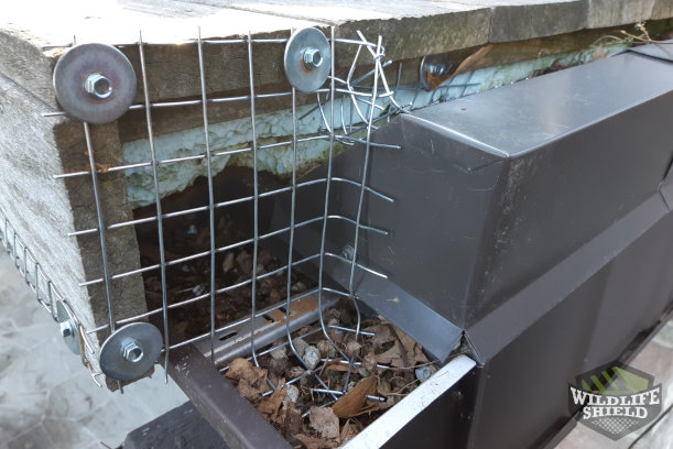 Case Study Multiple Squirrels Invade Attic in Scarborough