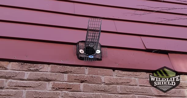 case study squirrel and raccoon removal in brampton