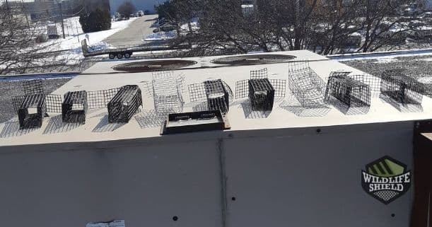 Commercial Squirrel Removal in HVAC System in North Etobicoke