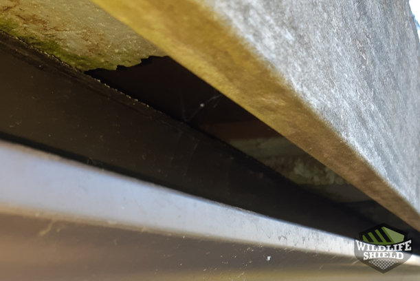 Roof Edge Squirrel Entry Point