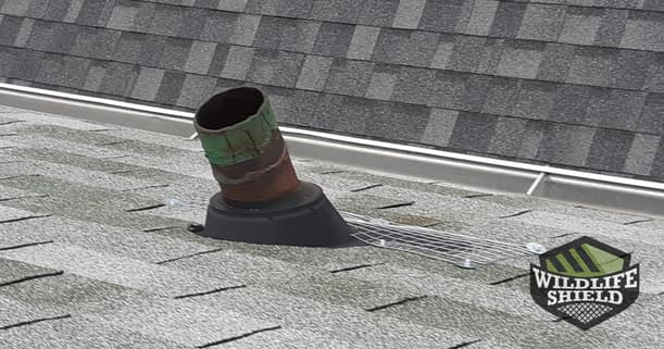 roof shingles protected from squirrel damage