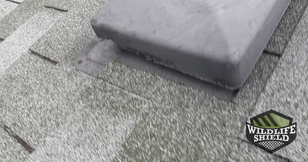 roof vent damaged by squirrel