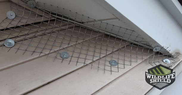 soffit roof intersection squirrel exclusion