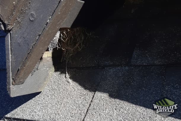 Squirrel Entry Point in Soffit