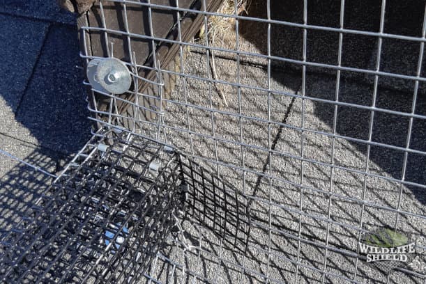 Squirrel One Way Door with Mesh