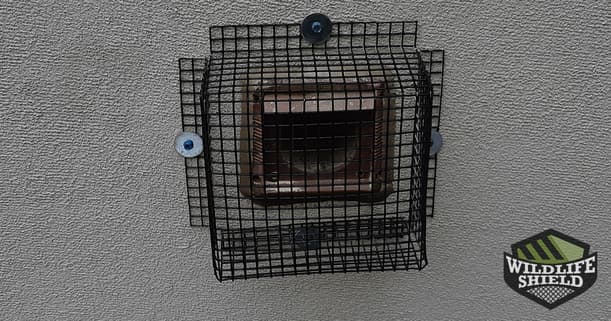 Case Study Squirrel Removal and Mouse Treatment in Forest Hill