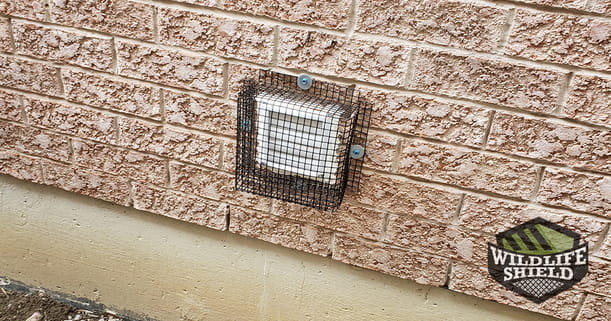 Case Study Squirrel Removal From First Floor Ceiling in Markham