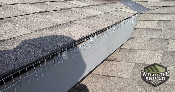 case study squirrels break through soffits in east york