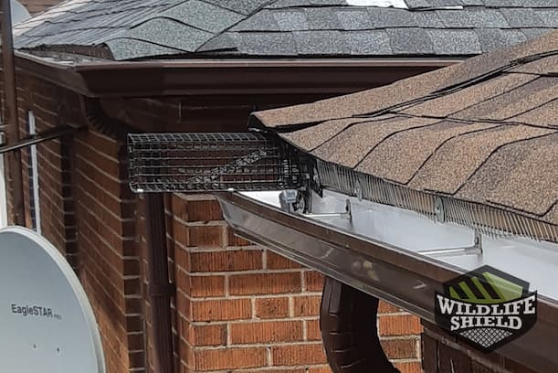 Case Study: Squirrels Climb Through Roof Edge in Scarborough