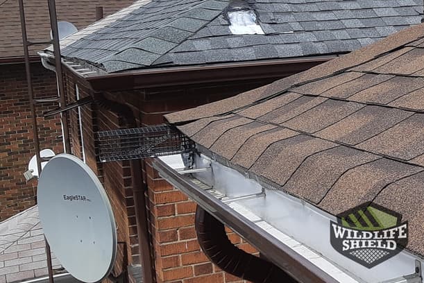 Case Study A Squirrel in Scarborough