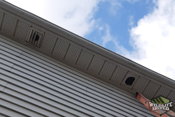 Case Study Squirrel breach in Guelph