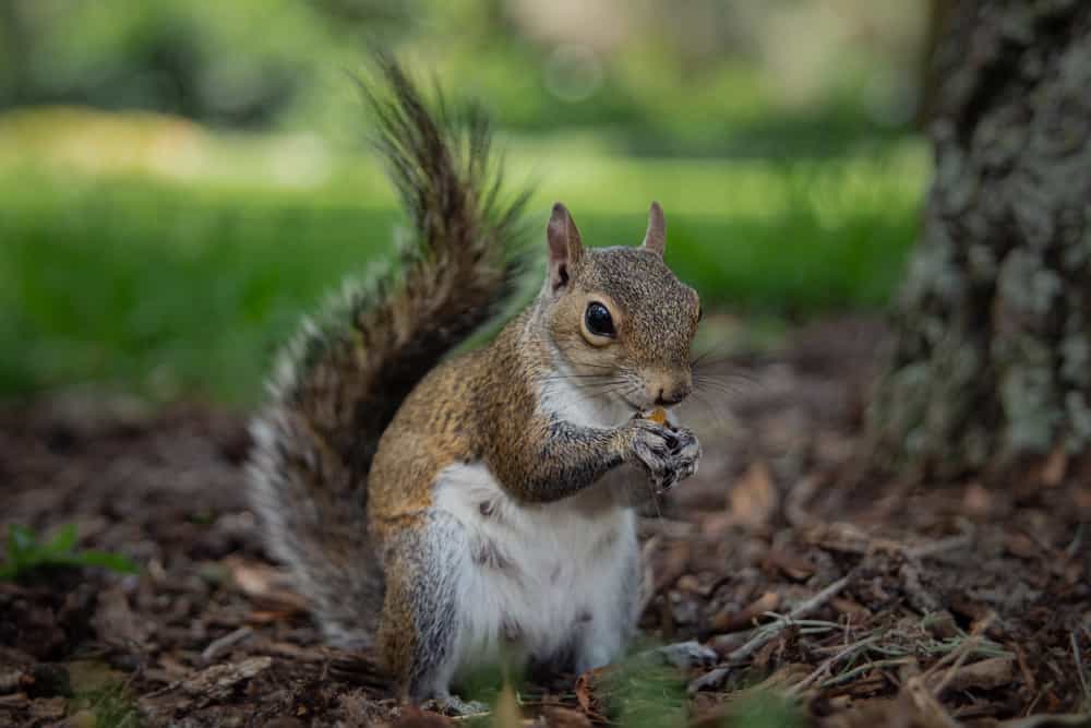 Do Squirrels Have Fleas